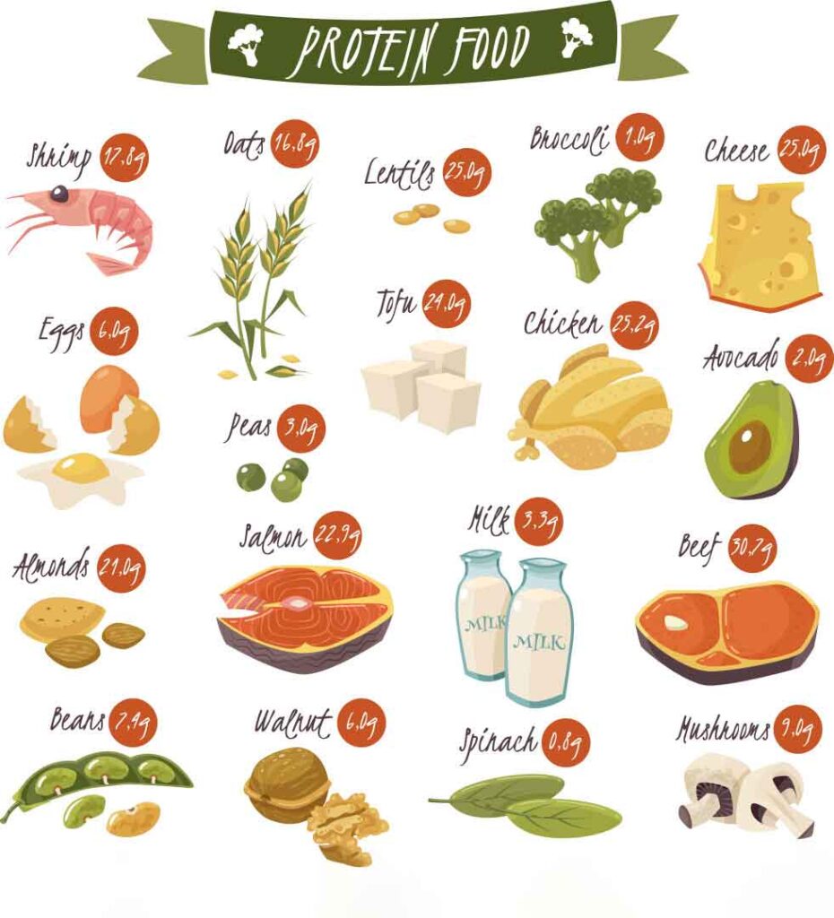 List of Protein-Rich Foods for Healthy Living