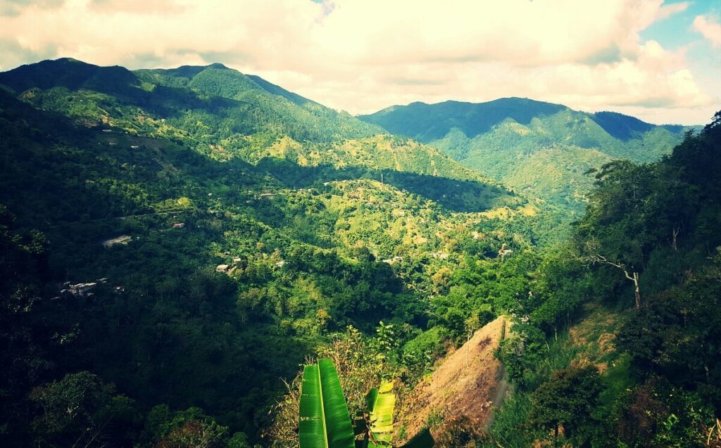 Enjoy Coffee at the Blue Mountains of Jamaica
